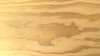 Douglas Fir