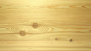 Larch (Siberian IV's)