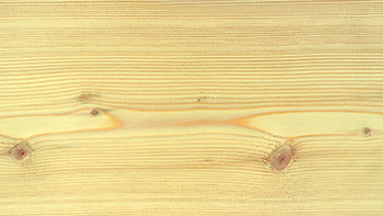 Larch (Siberian US)