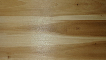 Tulip (American Poplar)